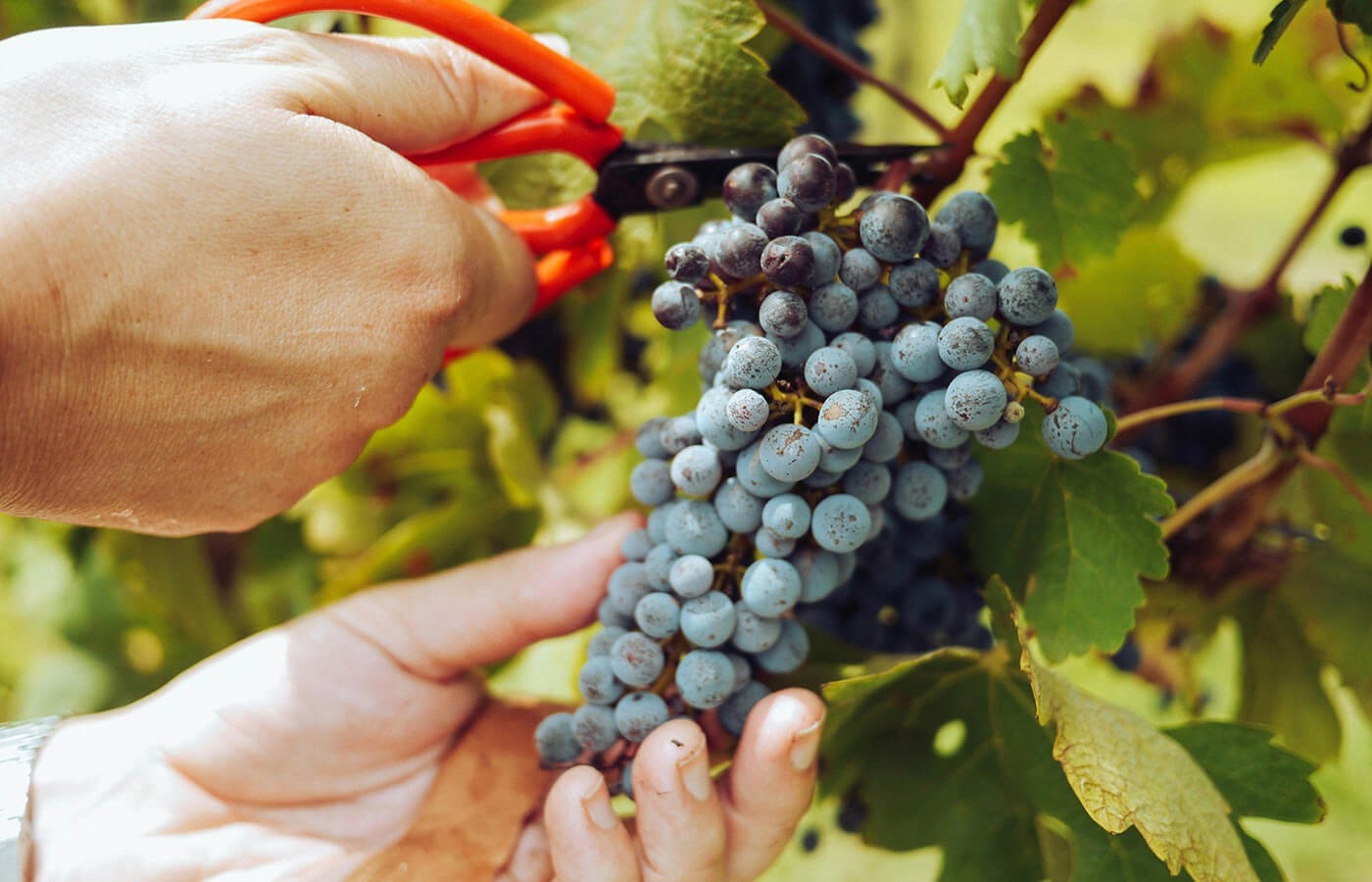 Vineyards vs Wineries: Discover the Top 8 Differences