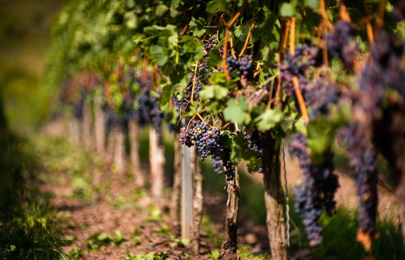 World famous tasty and healthy wine