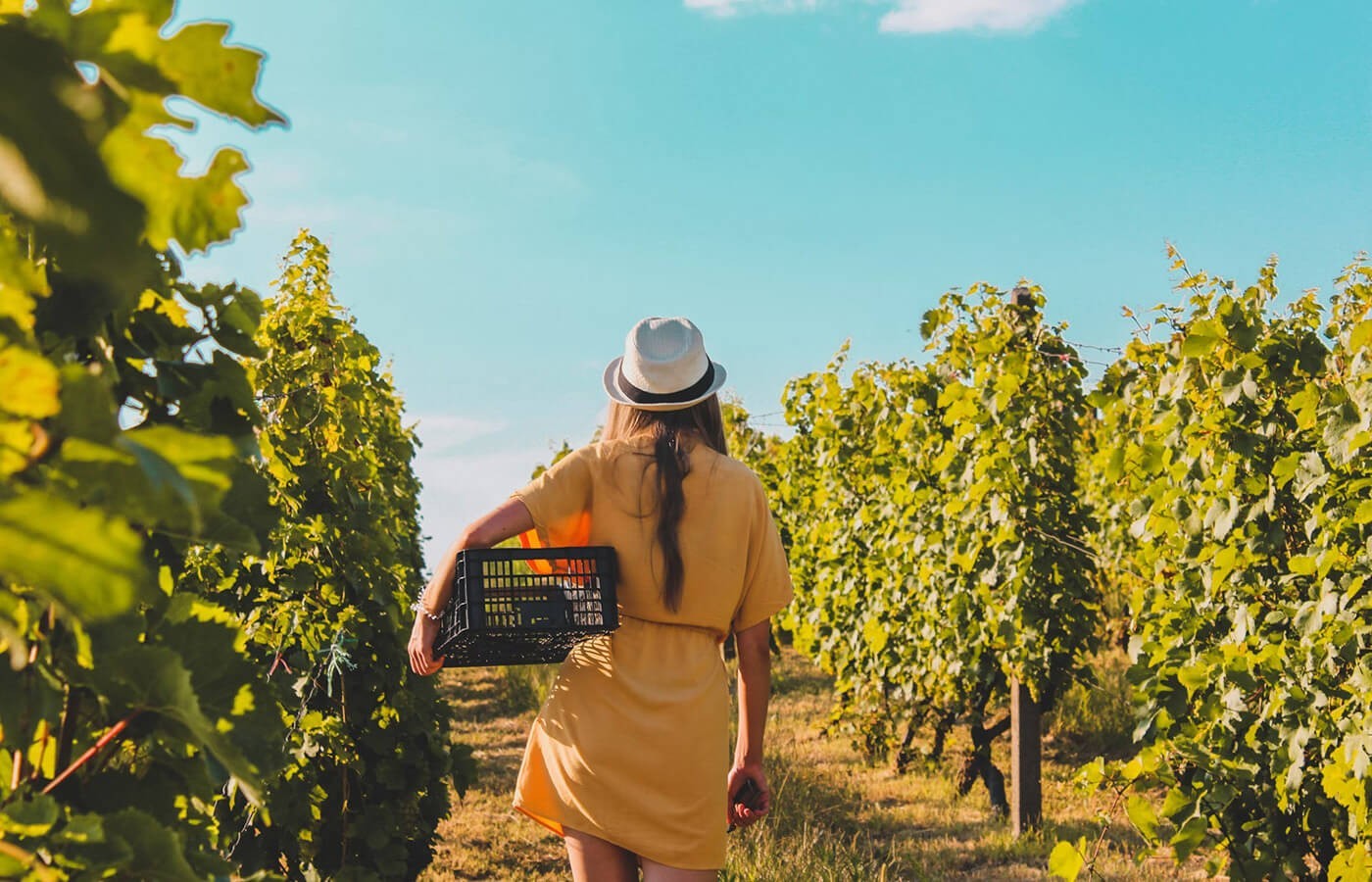 5 Powerful Reasons Sustainable Wine Is So Uniquely Appealing
